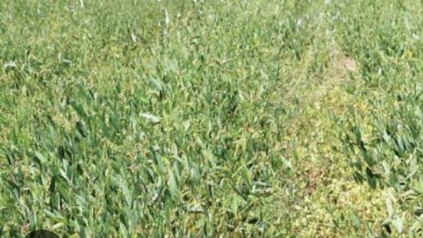 ಗದಗ: ಕೈಕೊಟ್ಟ ಮಳೆ, ಜಮೀನಿನಲ್ಲೇ ಒಣಗಿದ ಬೆಳೆ