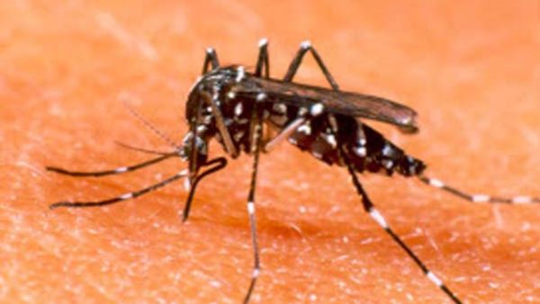 Bengaluru: 3 ವರ್ಷದಲ್ಲಿ ಡೆಂಗ್ಯೂನಿಂದ 1 ಸಾವು: ಬಿಬಿಎಂಪಿ