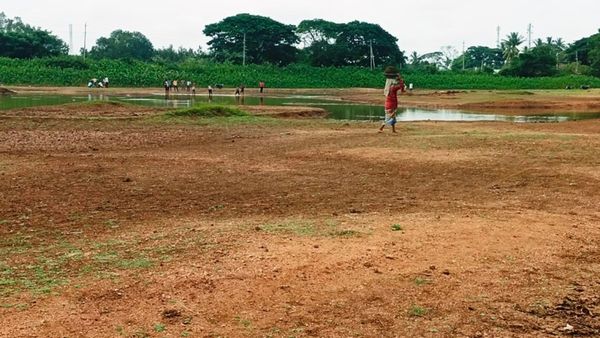 ಕೈಕೊಟ್ಟ ಮಳೆ: ಹೆಚ್.ಡಿ.ಕೋಟೆಯಲ್ಲಿ ಬರದ ಛಾಯೆ, ರೈತರಲ್ಲಿ ಹೆಚ್ಚಿದ ಆತಂಕ