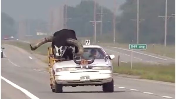 ದೈತ್ಯ ಕೊಂಬಿನ ಗೂಳಿನೊಂದಿಗೆ ಕಾರನ್ನು ಓಡಿಸಿದ ಭೂಪ: ಕಣ್ ರೆಪ್ಪೆ ಬಡಿಯದಂತೆ ವೀಡಿಯೋ ವೀಕ್ಷಿಸಿದ ನೆಟ್ಟಿಗರು