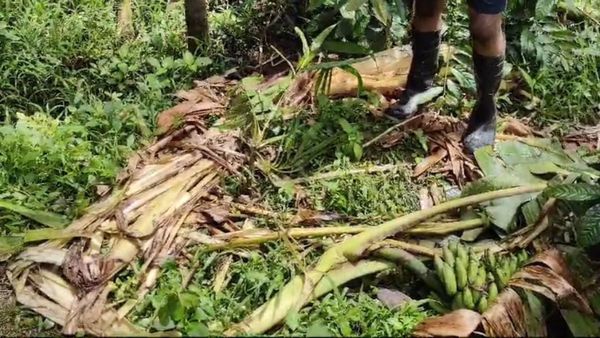 ಕಾಫಿನಾಡಿನಲ್ಲಿ ಹೆಚ್ಚಾದ ಕಾಡಾನೆ ಹಾವಳಿ: ಬೇಸತ್ತ ರೈತರಿಂದ ಬಾಳೆ ತೋಟ ನಾಶ