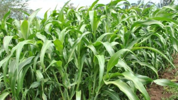 ಹೊರ ರಾಜ್ಯಗಳಿಗೆ ಮೇವು ಮಾರಾಟ ನಿಷೇಧಿಸಿದ ಕರ್ನಾಟಕ ಸರ್ಕಾರ