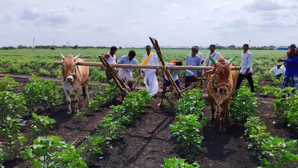 ಬರಪೀಡಿತ ಪ್ರದೇಶ ಪಟ್ಟಿಯಿಂದ ಸಿಂಧನೂರು ಕೈಬಿಟ್ಟ ಸರ್ಕಾರ: ರೈತರ ಆಕ್ರೋಶ