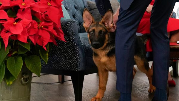 ಅಮೆರಿಕ ಅಧ್ಯಕ್ಷರ ಮನೆಯಲ್ಲಿ ಅಧಿಕಾರಿಗಳಿಗೆ ನಾಯಿ ಕಾಟ!