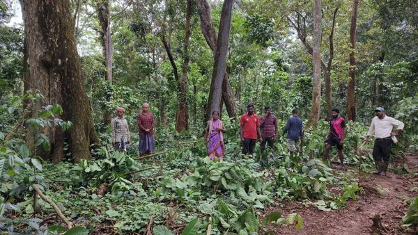 ಒಂದೇ ಗಂಟೆಯಲ್ಲಿ 1 ಎಕರೆ ಕಾಫಿತೋಟ ನೆಲಸಮ: ಕಳಸದಲ್ಲಿ ಅರಣ್ಯಾಧಿಕಾರಿಗಳ ದೌರ್ಜನ್ಯ