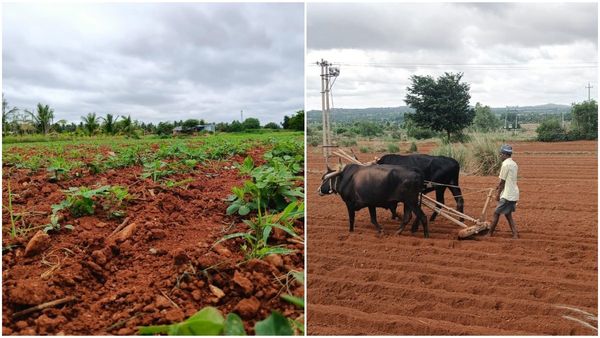 ಕೈಕೊಟ್ಟ ಮುಂಗಾರು: ಕೃಷಿ ವಲಯದ ಮೇಲೆ ಬಿತ್ತು ಭಾರಿ ಹೊಡೆತ, ಬಿತ್ತನೆ ಅಂಕಿಅಂಶ ವಿವರ 