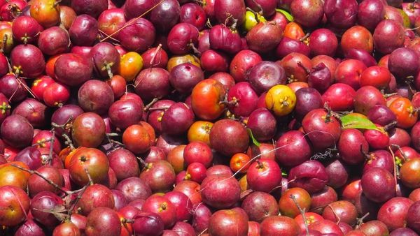 Kokum Fruit Benefits: ಕೋಕಂ ಹಣ್ಣಿ ಪ್ರಯೋಜನ ತಿಳಿದರೆ ದಿನಾ ತಿನ್ನಲು ಬಯಸುವಿರಿ..