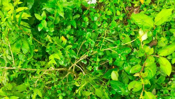 ಕಸ ಗುಡಿಸಲು ಬಳಸುತ್ತಿದ್ದ ಮಲೆನಾಡಿನ ಕಾಡು ಕಡಲೆ ಗಿಡದಲ್ಲಿದೆಯಂತೆ ಔಷಧ ಗುಣ, ಡಿಮ್ಯಾಂಡೋ, ಡಿಮ್ಯಾಂಡ್‌..