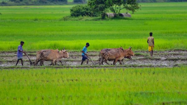 'ನನ್ನ ಬೆಳೆ ನನ್ನ ಹಕ್ಕು'; ರೈತರಿಂದ ಮುಂಗಾರು ಹಂಗಾಮು ಬೆಳೆ ಸಮೀಕ್ಷೆ 