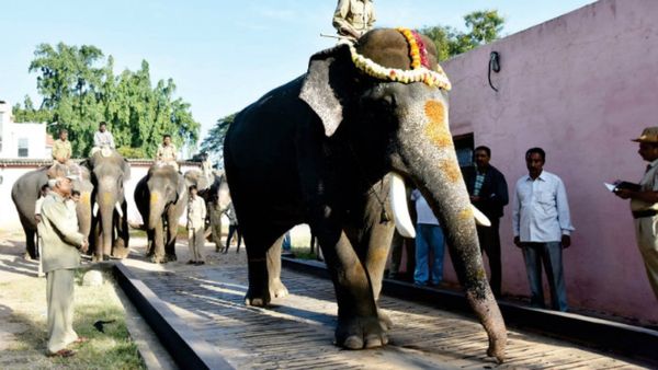 ದಸರಾ ಆನೆಗಳಿಗೆ ತೂಕ ಪರೀಕ್ಷೆ: ನಂಬರ್ 1 ಸ್ಥಾನ ಕಾಯ್ದುಕೊಂಡ ಮಾಜಿ ಕ್ಯಾಪ್ಟನ್ ಅರ್ಜುನ