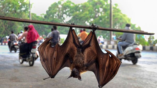 Nipah Virus: ನಿಫಾ ವೈರಸ್ ಬಗ್ಗೆ ಕೇರಳ ಸಿಎಂ ಹೇಳಿದ್ದೇನು?