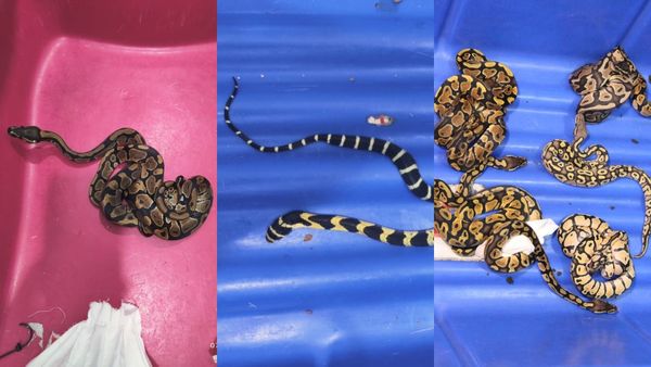 ಬೆಂಗಳೂರು ವಿಮಾನ ನಿಲ್ದಾಣ:ಪ್ರಯಾಣಿಕನ ಸೂಟ್‌ಕೇಸ್‌ನಲ್ಲಿ 70ಕ್ಕೂ ಹೆಚ್ಚು ಜೀವಂತ ಹಾವು, 6 ಕೋತಿಗಳು ಪತ್ತೆ- ಹೌಹಾರಿದ ಅಧಿಕಾರಿಗಳು