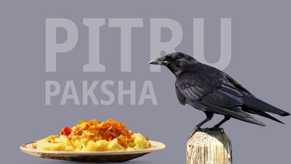 ಪಿತೃ ಪಕ್ಷದಲ್ಲಿ ಕಾಗೆಗಳಿಗೆ ಆಹಾರ? ಕಾಗೆ ಮತ್ತು ನಿಮ್ಮ ಪೂರ್ವಜರ ನಡುವಿರುವ ಸಂಬಂಧ ಏನು? ಇಲ್ಲಿ ತಿಳಿಯಿರಿ