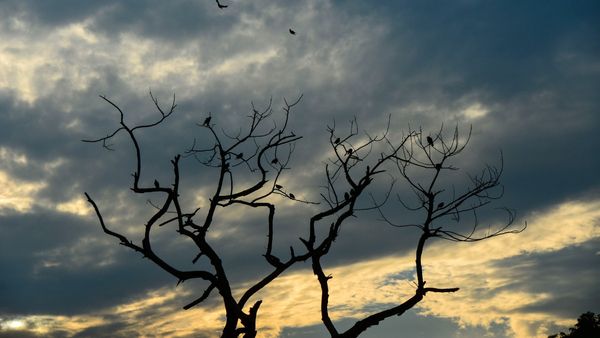 ಕೇರಳದಲ್ಲಿ ಭಾರೀ ಮಳೆ ಮನ್ಸೂಚನೆ: ಕರ್ನಾಟಕದಲ್ಲಿಯೂ ಯೆಲ್ಲೋ ಅಲರ್ಟ್‌- ಯಾವ ಜಿಲ್ಲೆಗಳಲ್ಲಿ? ಮಾಹಿತಿ, ವಿವರ