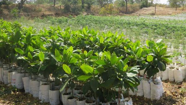 ಶಾಲಾ, ಕಾಲೇಜಿನಲ್ಲಿ 'ಸಸ್ಯ ಶ್ಯಾಮಲ' ಕಾರ್ಯಕ್ರಮ; ಮಾರ್ಗಸೂಚಿಗಳು