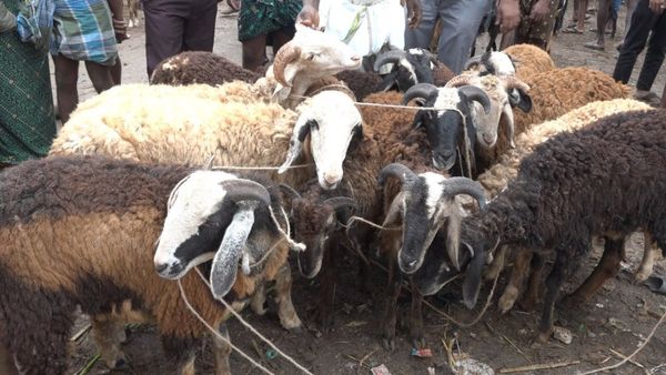 ಶಿರಾದಲ್ಲಿ ಅತ್ಯಾಧುನಿಕ ಕಸಾಯಿ ಖಾನೆ ಆರಂಭಕ್ಕೆ ಮುಹೂರ್ತ ಫಿಕ್ಸ್