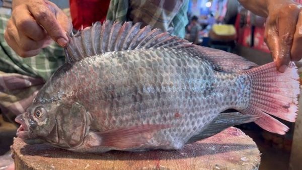 Tilapia Fish: ಮೀನು ತಿಂದು ಹಲವು ಅಂಗಾಂಗಗಳನ್ನು ಕಳೆದುಕೊಂಡ ಮಹಿಳೆ: ಇರಲಿ ಎಚ್ಚರ