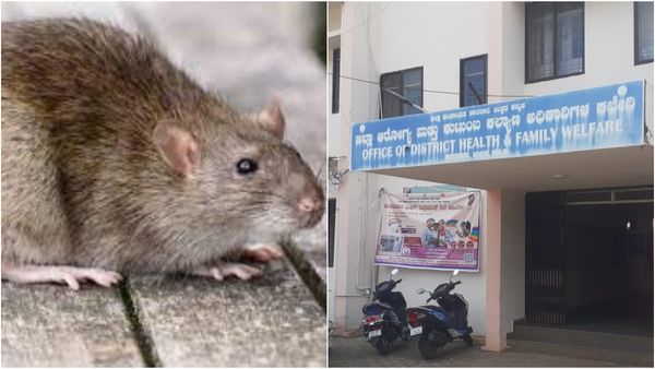 ಉತ್ತರ ಕನ್ನಡದಲ್ಲಿ ಹೆಚ್ಚುತ್ತಿರುವ ಇಲಿ ಜ್ವರ: 34 ಮಂದಿಯಲ್ಲಿ ರೋಗ ಪತ್ತೆ!