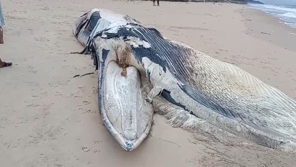 ಕಳವಳ ಹೆಚ್ಚಿಸಿದ ತಿಮಿಂಗಲಗಳ ಸರಣಿ ಸಾವು: ಕಾರಣ ಪತ್ತೆಗೆ ಅಧ್ಯಯನ!