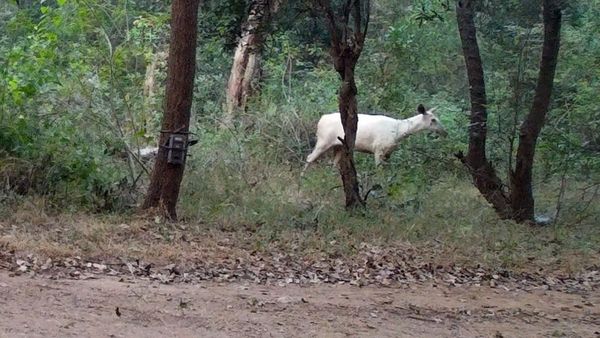 ಚಾಮರಾಜನಗರ: ಬರೋಬ್ಬರಿ 9 ವರ್ಷಗಳ ಬಳಿಕ ಕಾವೇರಿ ವನ್ಯಧಾಮದಲ್ಲಿ ಬಿಳಿಕಡವೆ ಪತ್ತೆ