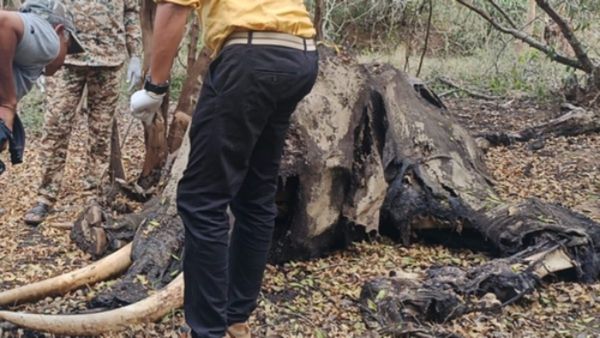 ಚಾಮರಾಜನಗರ: ಮದಗಜಗಳ ಕಾಳಗ, ಎದುರಾಳಿಯ ದಂತ ಚುಚ್ಚಿ ಕಾಡಾನೆ ಸಾವು