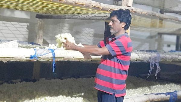 ಅತಿಯಾದ ಕೀಟನಾಶಕಗಳ ಬಳಕೆಯಿಂದ ಹಿಪ್ಪುನೇರಳೆ ಇಳುವರಿ ಕುಂಠಿತ, ಚಿಕ್ಕಬಳ್ಳಾಪುರ ಜಿಲ್ಲೆ ರೈತರಲ್ಲಿ ಆತಂಕ