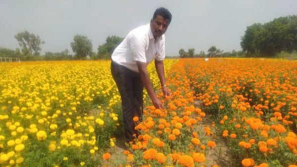 ಕೈಕೊಟ್ಟ ಮುಂಗಾರು: ಮಾನ್ವಿಯಲ್ಲಿ ಜೋಳ, ತೊಗರಿ, ಹತ್ತಿ ಬೆಳೆ ಬೆಳೆದು ನಷ್ಟ ಅನುಭವಿಸಿದ ರೈತನ ಕೈಹಿಡಿದ ಚೆಂಡು ಹೂವು ಕೃಷಿ