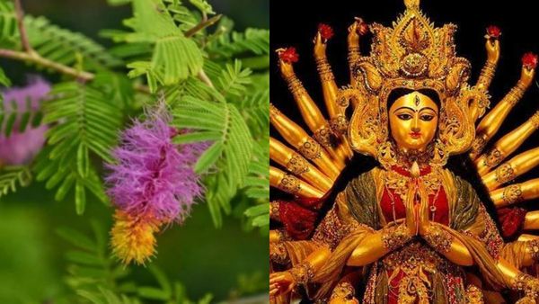 Vijayadashami Lucky Plant: ವಿಜಯದಶಮಿಯಂದು ಜಯ ತರುವ ಗಿಡವಿದು ಮನೆಯಲ್ಲಿ ನೆಟ್ಟು ನೋಡಿ...
