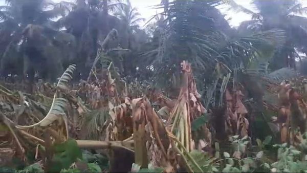 ಚಾಮರಾಜನಗರ: ಬಿರುಗಾಳಿ ಮಳೆಗೆ 2 ಸಾವಿರಕ್ಕೂ ಹೆಚ್ಚು ಬಾಳೆ ಗಿಡಗಳು ನಾಶ, ಅನ್ನದಾತ ಕಣ್ಣೀರು