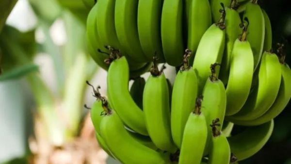 Banana Kuruma: ಚೆಟ್ಟಿನಾಡ್ ಸ್ಟೈಲ್ ಬಾಳೆಹಣ್ಣಿನ ಕುರುಮ ಮಾಡುವ ವಿಧಾನ...