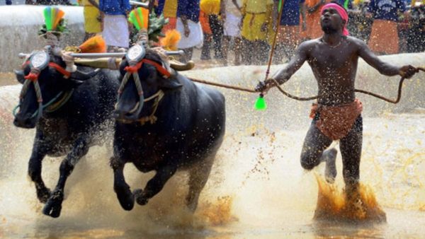 ಬೆಂಗಳೂರಿನಲ್ಲಿ ಕಂಬಳ, ಮಂಗಳೂರಿನಿಂದಲೇ ಕೋಣಗಳಿಗೆ ಆಹಾರ, ನೀರು ಸರಬರಾಜು, ಕಾರಣ ತಿಳಿಯಿರಿ