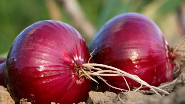 Bengaluru Rose Onion: ಬೆಂಗಳೂರು ಗುಲಾಬಿ ಈರುಳ್ಳಿಗೆ ರಫ್ತು ಸುಂಕದಿಂದ ವಿನಾಯಿತಿ