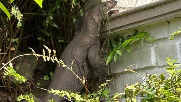 ದಕ್ಷಿಣಕೊಡಗಿನ ಕುಂದಾ ಬೆಟ್ಟದಲ್ಲಿ ಪ್ರತ್ಯಕ್ಷವಾಯ್ತು ಬೃಹತ್ ಗಾತ್ರದ ಉಡಾ