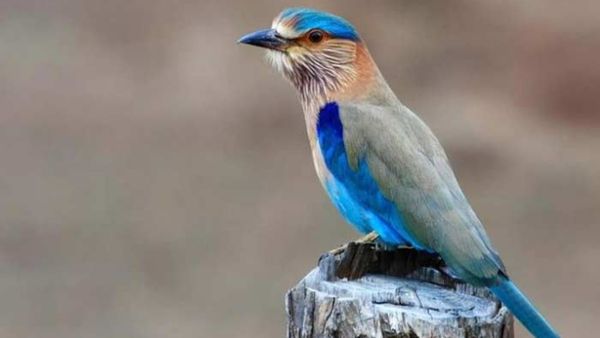 Dussehra 2023: ದಸರಾ ದಿನದಂದು ಈ ಪಕ್ಷಿಯನ್ನು ನೋಡುವುದು ಮಂಗಳಕರ..