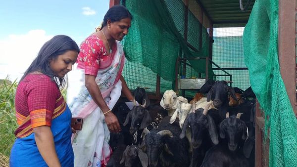 ಚಿತ್ರದುರ್ಗ: ಮಂಗಳಮುಖಿ ಸಾಕಿದ್ದ 7 ಲಕ್ಷ ರೂ ಮೌಲ್ಯದ ಕುರಿ, ಮೇಕೆಗಳನ್ನು ಕದ್ದೊಯ್ದ ಕಳ್ಳರು