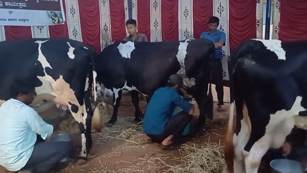 ಚಾಮರಾಜನಗರ ದಸರಾ: ಕೇವಲ 14 ನಿಮಿಷದಲ್ಲಿ 13 ಕೆ.ಜಿ.ಯಷ್ಟು ಹಾಲು ಕರೆದ ಯುವ ರೈತನಿಗೆ ಸಿಕ್ಕ ನಗದು ಬಹುಮಾನ ಎಷ್ಟು ಗೊತ್ತಾ?