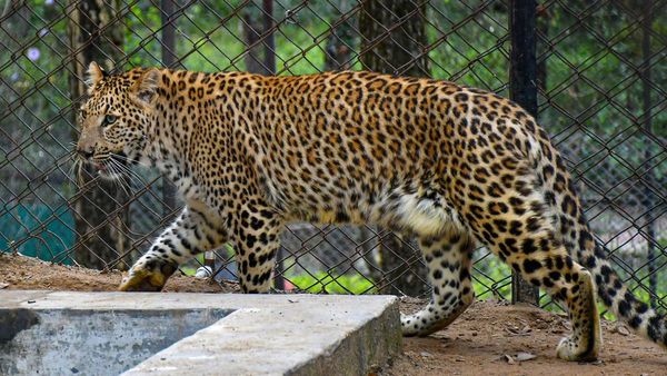 Cheetah: ಎಚ್ಚರ.. ಎಚ್ಚರ.. ಬೆಂಗಳೂರು ನಗರದಲ್ಲಿ ಚಿರತೆ ಪ್ರತ್ಯಕ್ಷ್ಯ!