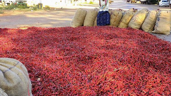 ಮೆಣಸಿನಕಾಯಿ ಬೆಳೆಯಲ್ಲಿ ರಸ ಹೀರುವ ಕೀಟ; ಹತೋಟಿಗೆ ಸಲಹೆಗಳು