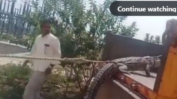 ವಿದ್ಯುತ್‌ ಕೊರತೆ ವಿರುದ್ಧ ಪ್ರತಿಭಟನೆಗೆ ಮೊಸಳೆಯನ್ನೇ ಹಿಡಿದು ತಂದ ರೈತರು