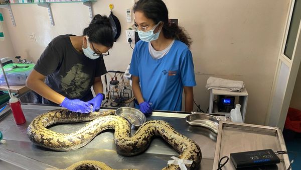 ಐದು ದಿನಗಳ ಸತತ ಚಿಕಿತ್ಸೆ: ಬೃಹತ್‌ ಹೆಬ್ಬಾವಿಗೆ ಮರುಜನ್ಮ ನೀಡಿದ ನಾರಾವಿ ವೈದ್ಯರ ತಂಡ