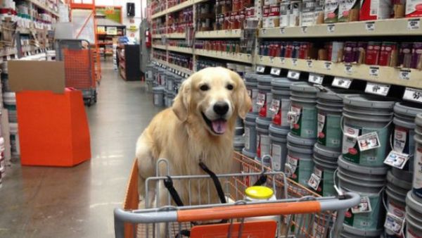 Bengaluru: ಸಾಕು ಪ್ರಾಣಿಗಳೊಂದಿಗೆ ಮಾಲ್‌ನಲ್ಲಿ ಶಾಪಿಂಗ್ ಮಾಡುವ ಅವಕಾಶ!