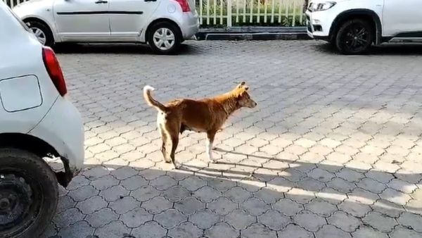 ಚಿಕ್ಕಮಗಳೂರು : 8 ತಿಂಗಳಲ್ಲಿ ಬರೋಬ್ಬರಿ 12 ಸಾವಿರ ಜನರಿಗೆ ನಾಯಿ ಕಡಿತ