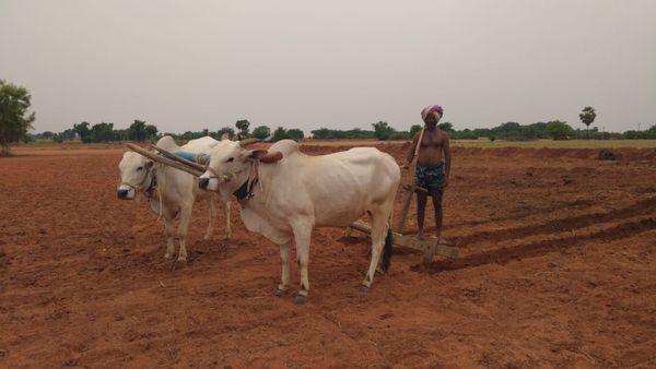 ಪಿಎಂ ಕಿಸಾನ್ ಯೋಜನೆ; ರೈತರಿಗೆ ಮಹತ್ವದ ಮಾಹಿತಿ 