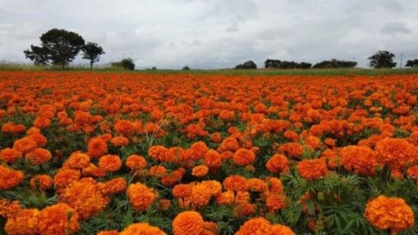 ರಾಯಚೂರು: ಕೇವಲ ಒಂದು ಹೆಕ್ಟೇರ್‌ ಹೂವಿನ ಕೃಷಿಯಲ್ಲಿ ತಿಂಗಳಿಗೆ ₹42,000 ಗಳಿಸುವ ರೈತ ಮಹಿಳೆ, ದಿನದ ಆದಾಯ ಎಷ್ಟು ಗೊತ್ತಾ?