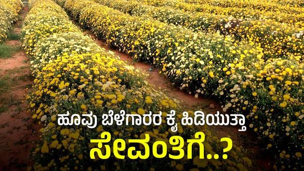 ಚಿಕ್ಕಬಳ್ಳಾಪುರದಲ್ಲಿ ಸೇವಂತಿಗೆ ಸುಗ್ಗಿ: ದಸರಾ ಹಬ್ಬದ ಲಾಭದ ನಿರೀಕ್ಷೆಯಲ್ಲಿ ಹೂವು ಬೆಳೆಗಾರರು