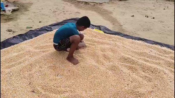 ಶಿಡ್ಲಘಟ್ಟ: ಮುಸುಕಿನ ಜೋಳ ಬೆಳೆದ ರೈತರಿಗೆ ಪ್ರಮುಖ ಸೂಚನೆ