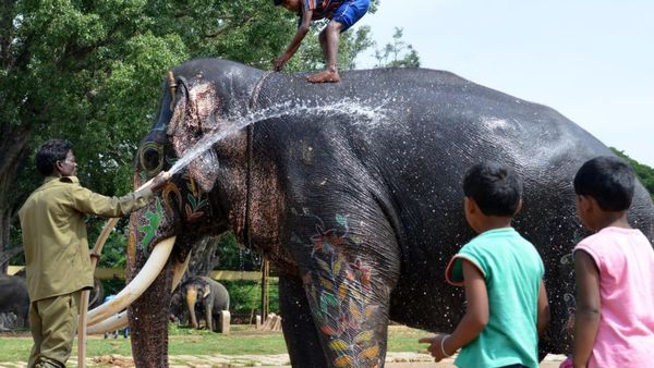 ದಸರಾ ಜಂಬೂಸವಾರಿ ಯಶಸ್ವಿ: ರಿಲ್ಯಾಕ್ಸ್ ಮೂಡಿಗೆ ಜಾರಿದ ಗಜಪಡೆ