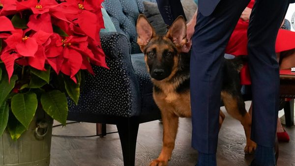 White House: ಅಮೆರಿಕ ಅಧ್ಯಕ್ಷರ ಮುದ್ದಿನ ನಾಯಿ ಎಲ್ಲೋಯ್ತು?