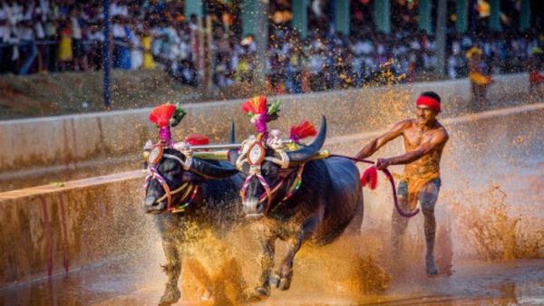 ಬೆಂಗಳೂರು 'ಕಂಬಳ': ಟ್ರ್ಯಾಕ್ ನಿರ್ಮಾಣ, ಪರೀಕ್ಷೆ ಸೇರಿದಂತೆ ಸಿದ್ಧತೆಗಳು ಹೇಗಿವೆ?