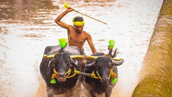 Bengaluru Kambala: ಇದೇ ಮೊದಲ ಬಾರಿಗೆ ಬೆಂಗಳೂರಿನಲ್ಲಿ ಕಂಬಳ: ಮುಹೂರ್ತ ನಿಗದಿ
